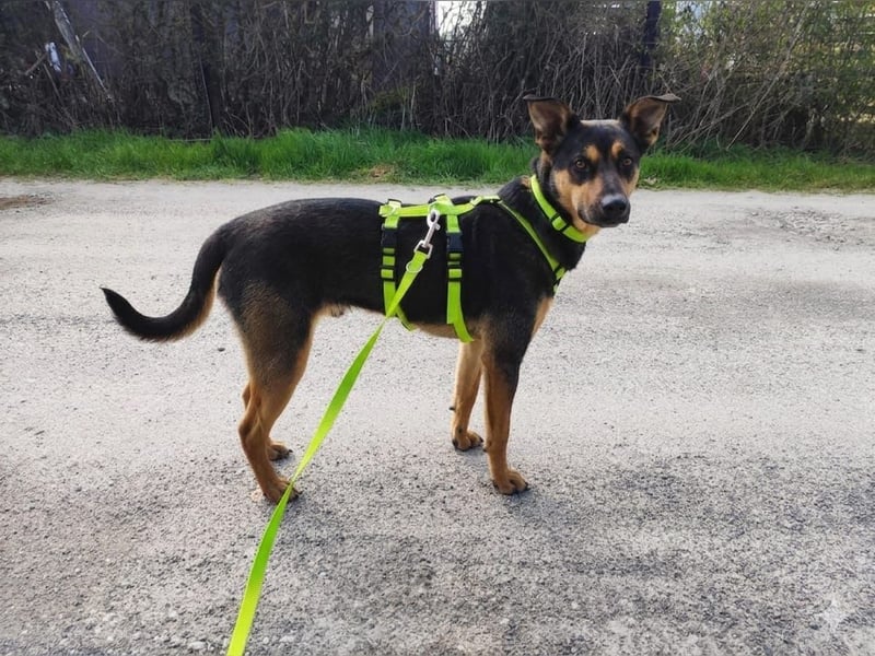 Tito - aus dem Kofferraum