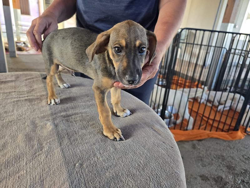 Chester  - knuffiges Hundekind auf der Suche einer Familie