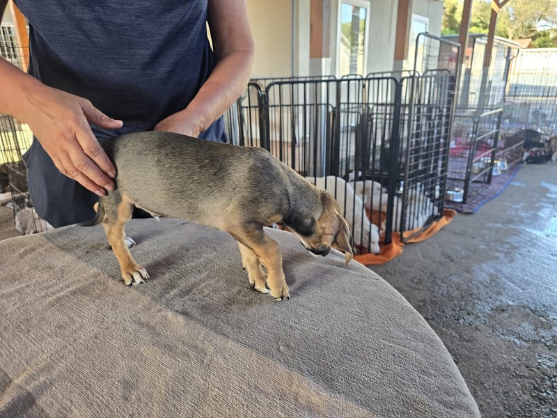 Chester  - knuffiges Hundekind auf der Suche einer Familie