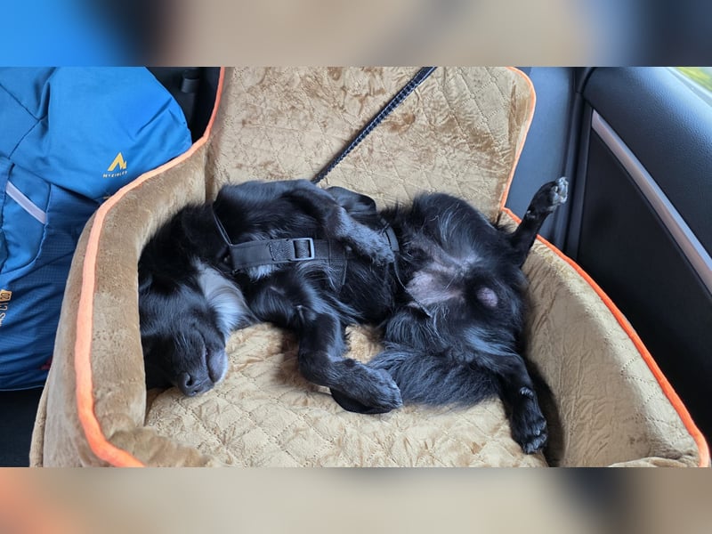 Nerino –lackschwarze Liebenswürdigkeit auf vier kurzen Beinen