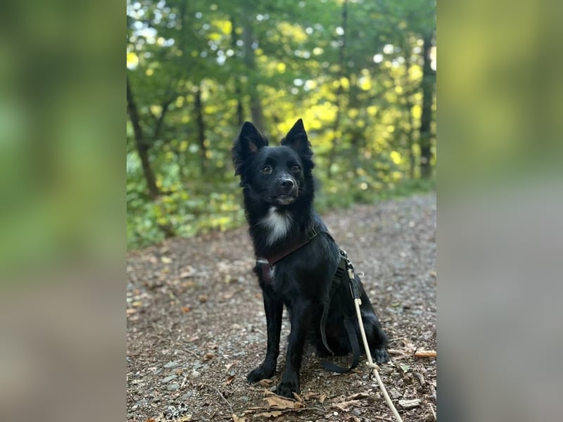 Nerino –lackschwarze Liebenswürdigkeit auf vier kurzen Beinen