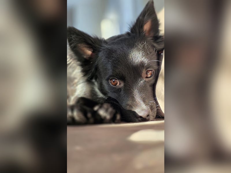 Nerino –lackschwarze Liebenswürdigkeit auf vier kurzen Beinen