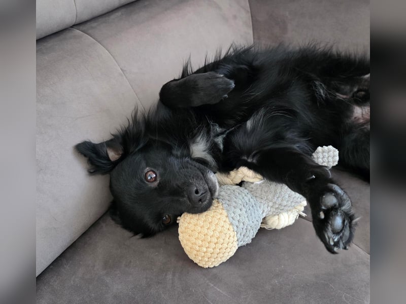 Nerino –lackschwarze Liebenswürdigkeit auf vier kurzen Beinen