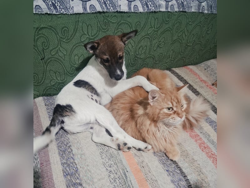 Freccia - ein großer Katzenfan