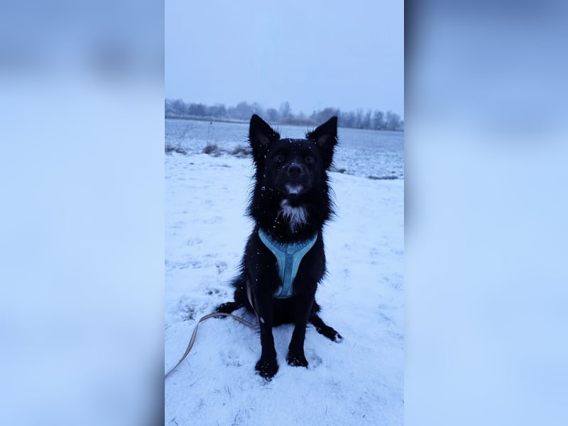 Nerino –lackschwarze Liebenswürdigkeit auf vier kurzen Beinen