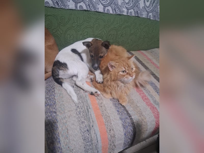 Freccia - ein großer Katzenfan