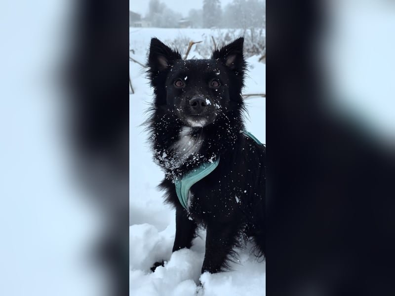 Nerino –lackschwarze Liebenswürdigkeit auf vier kurzen Beinen