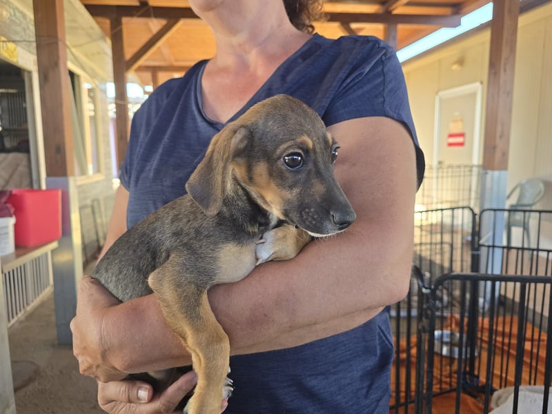 Chester  - knuffiges Hundekind auf der Suche einer Familie