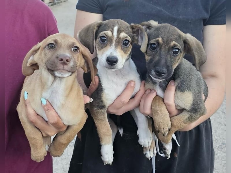 Chester  - knuffiges Hundekind auf der Suche einer Familie
