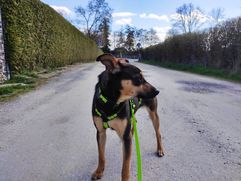 Tito - aus dem Kofferraum