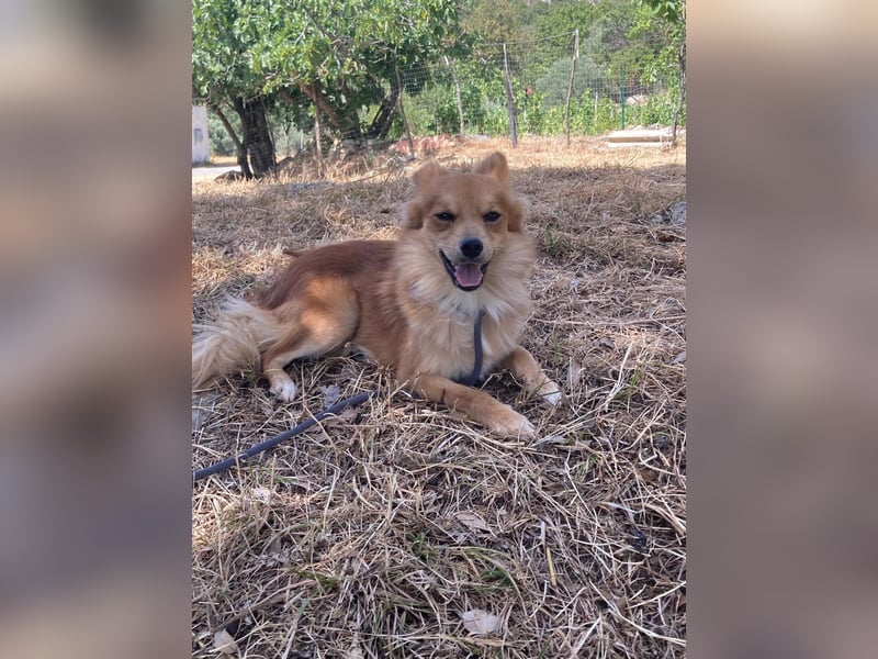 Romeo – riesengroßes Hundeherz im feinen, kleinen Pelz!