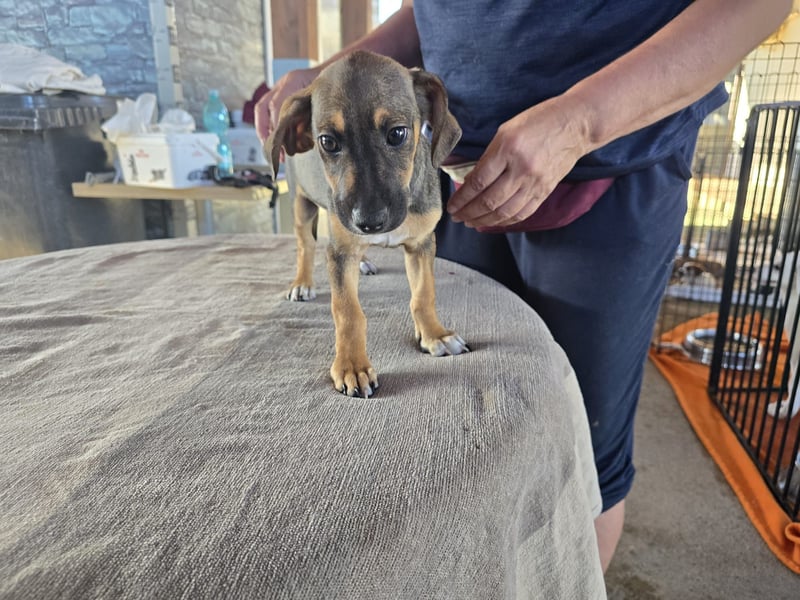 Chester  - knuffiges Hundekind auf der Suche einer Familie