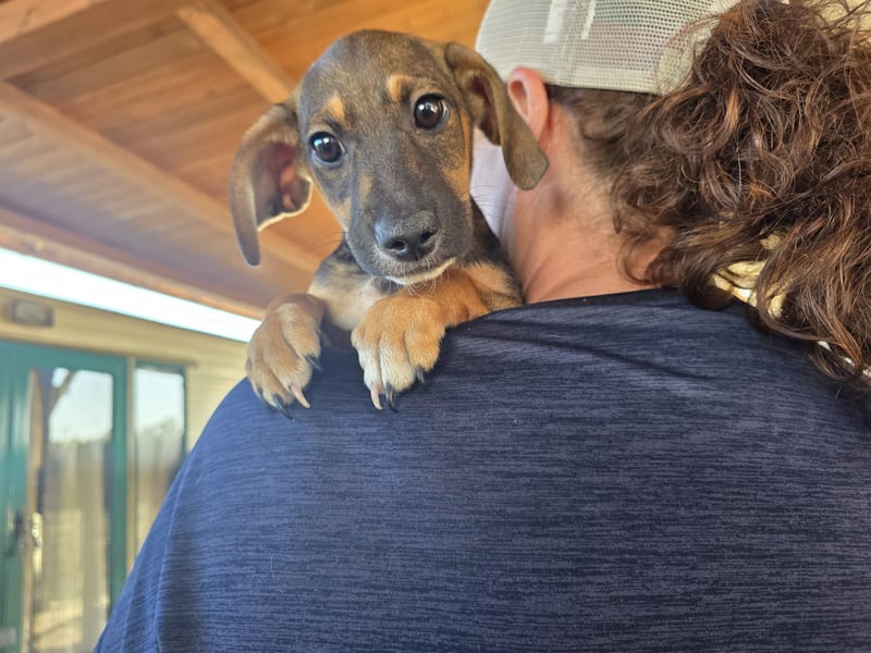 Chester  - knuffiges Hundekind auf der Suche einer Familie