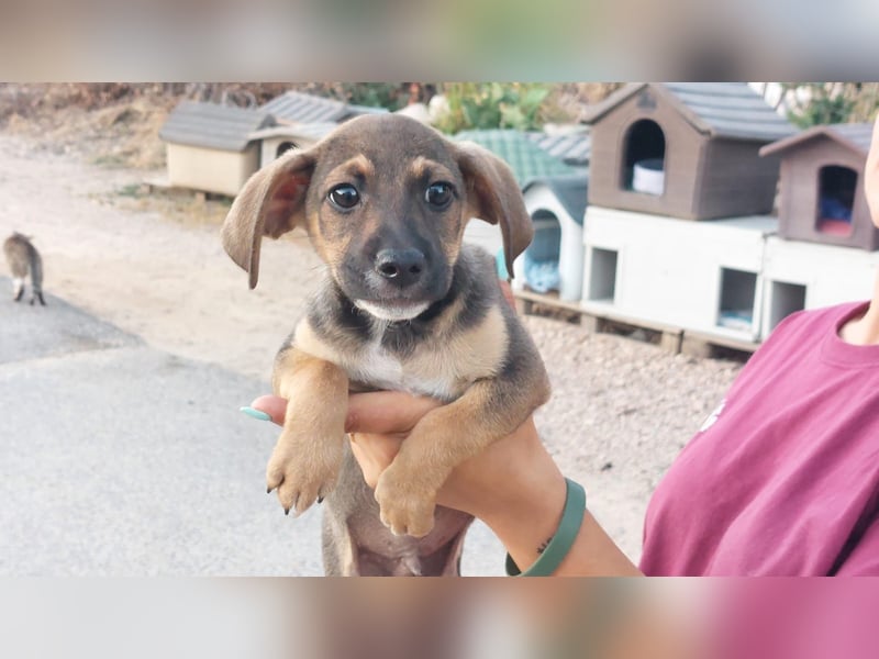 Chester  - knuffiges Hundekind auf der Suche einer Familie