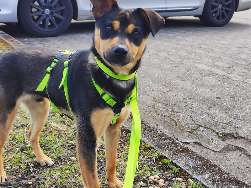 Tito - aus dem Kofferraum