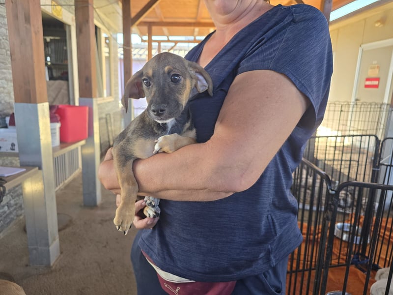 Chester  - knuffiges Hundekind auf der Suche einer Familie