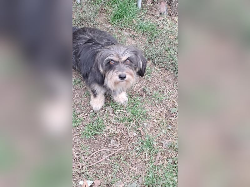 Wuschl, der Name ist Programm