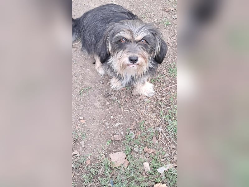 Wuschl, der Name ist Programm