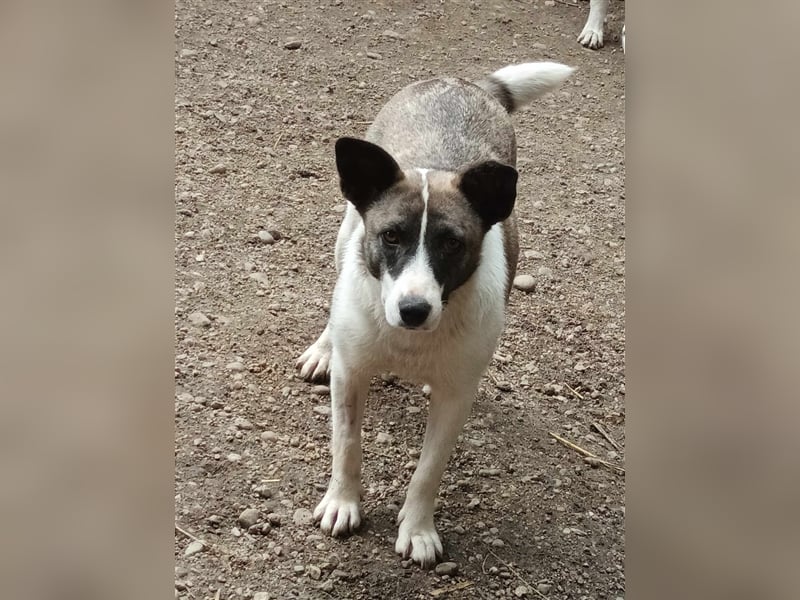 Klein, süß - Shanti