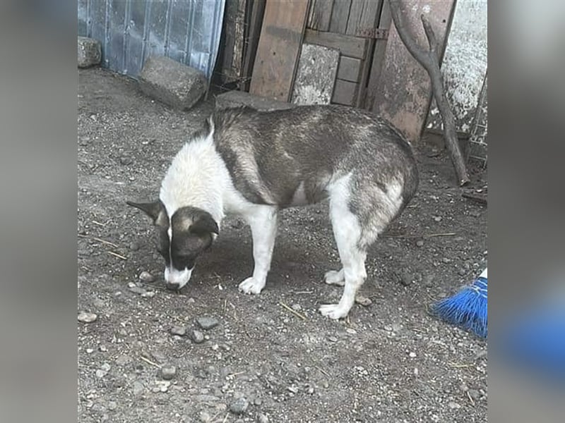 Klein, süß - Shanti