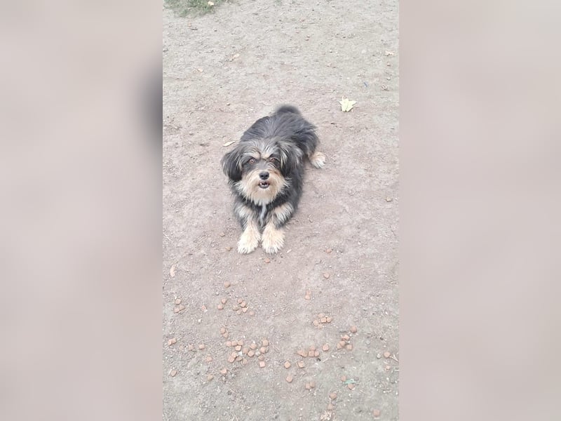 Wuschl, der Name ist Programm