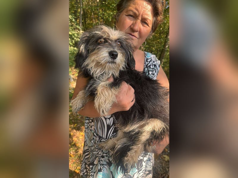 Wuschl, der Name ist Programm