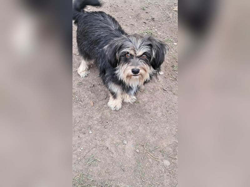 Wuschl, der Name ist Programm