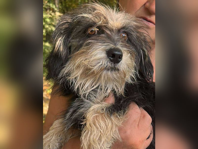 Wuschl, der Name ist Programm