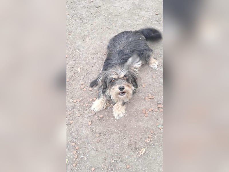 Wuschl, der Name ist Programm