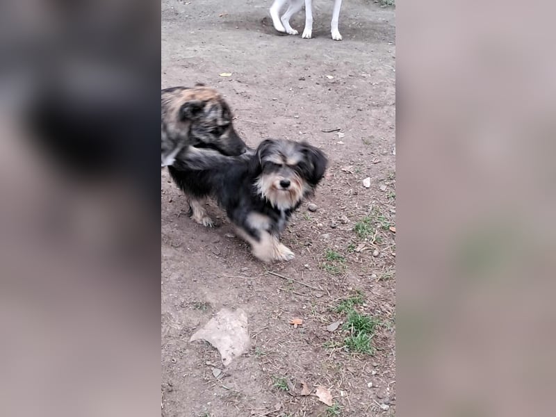 Wuschl, der Name ist Programm