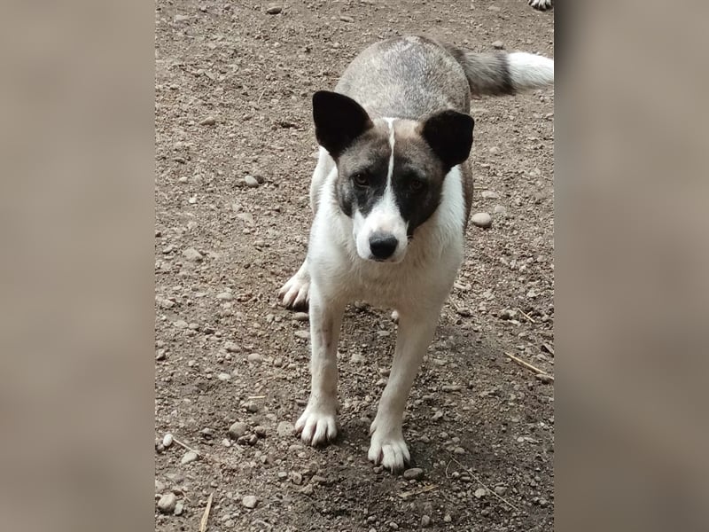 Klein, süß - Shanti