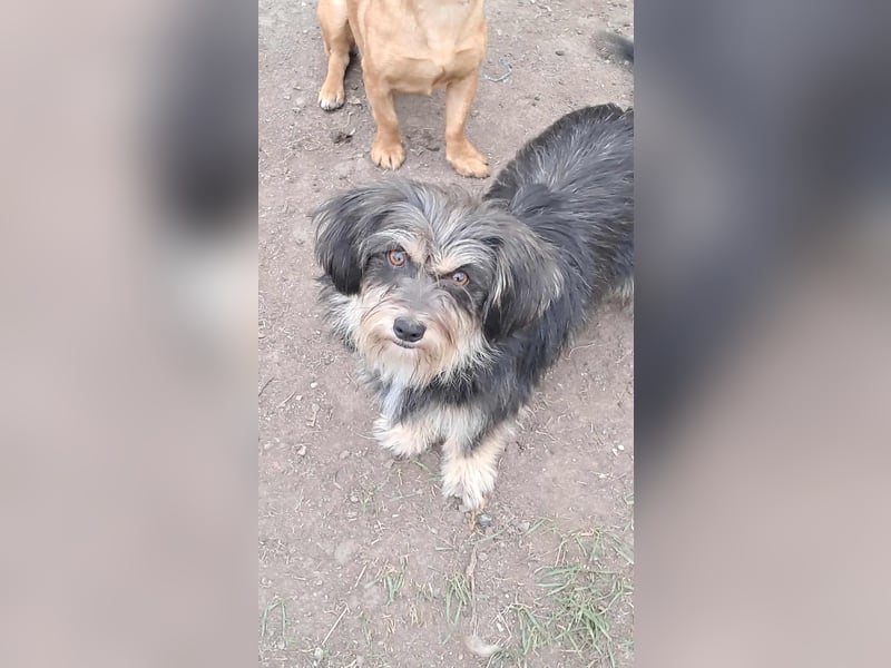 Wuschl, der Name ist Programm