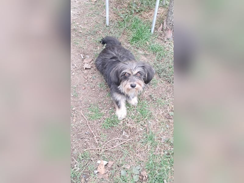 Wuschl, der Name ist Programm