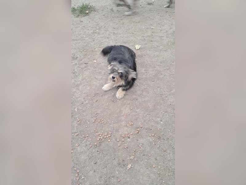 Wuschl, der Name ist Programm