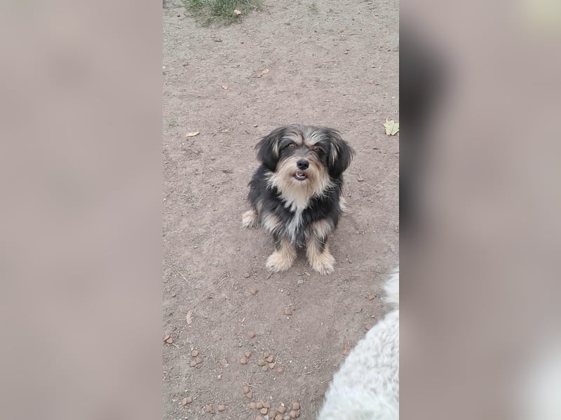 Wuschl, der Name ist Programm