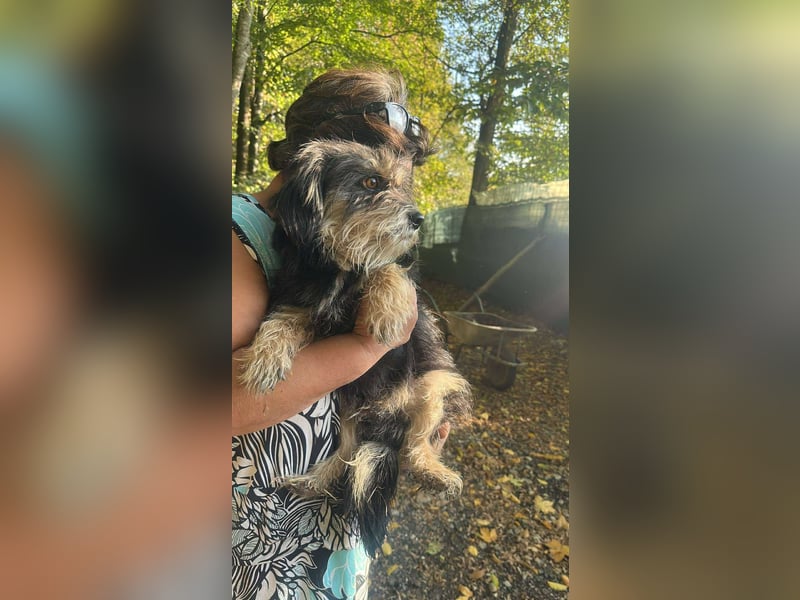 Wuschl, der Name ist Programm