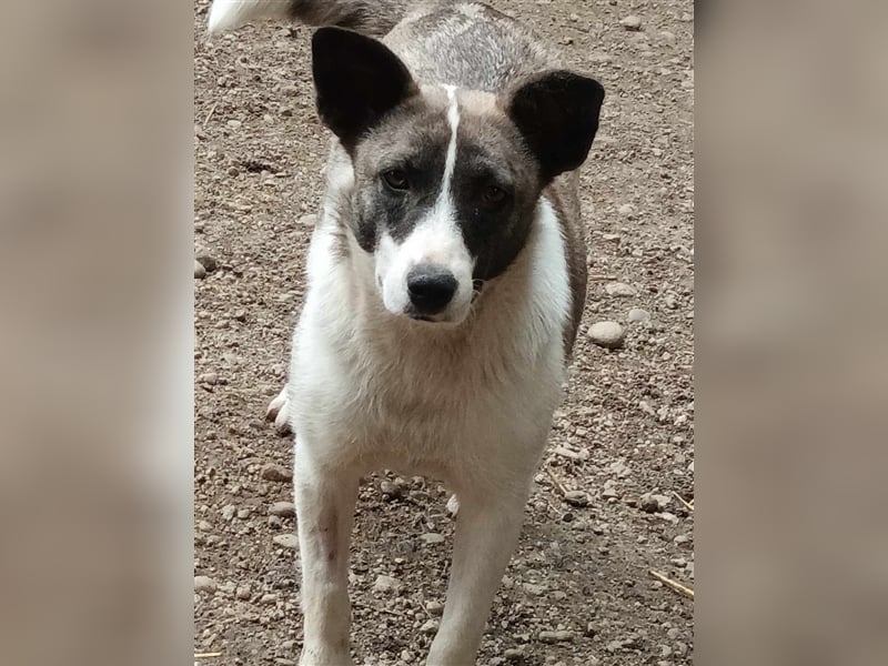 Klein, süß - Shanti