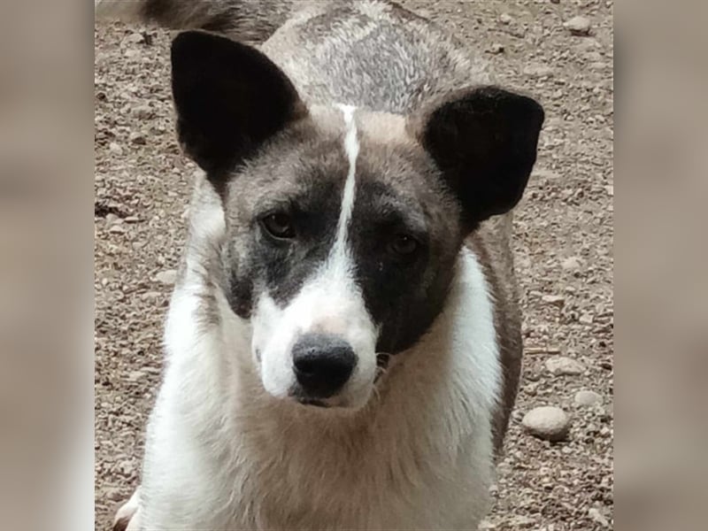 Klein, süß - Shanti