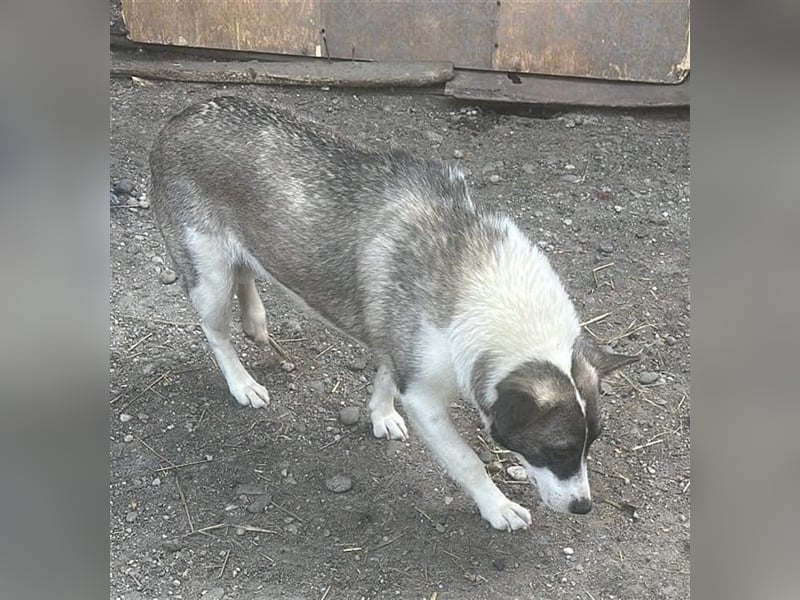 Klein, süß - Shanti