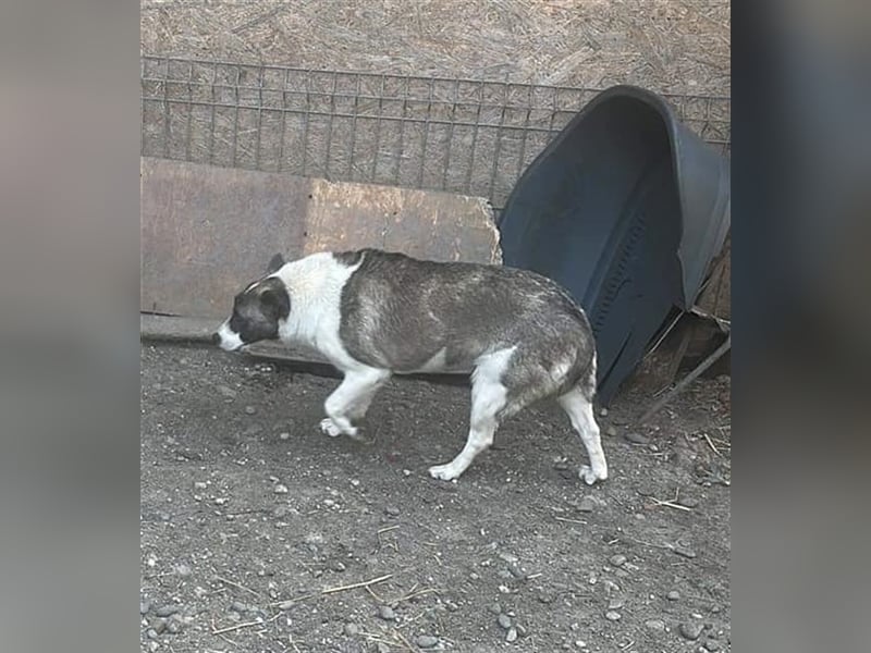 Klein, süß - Shanti