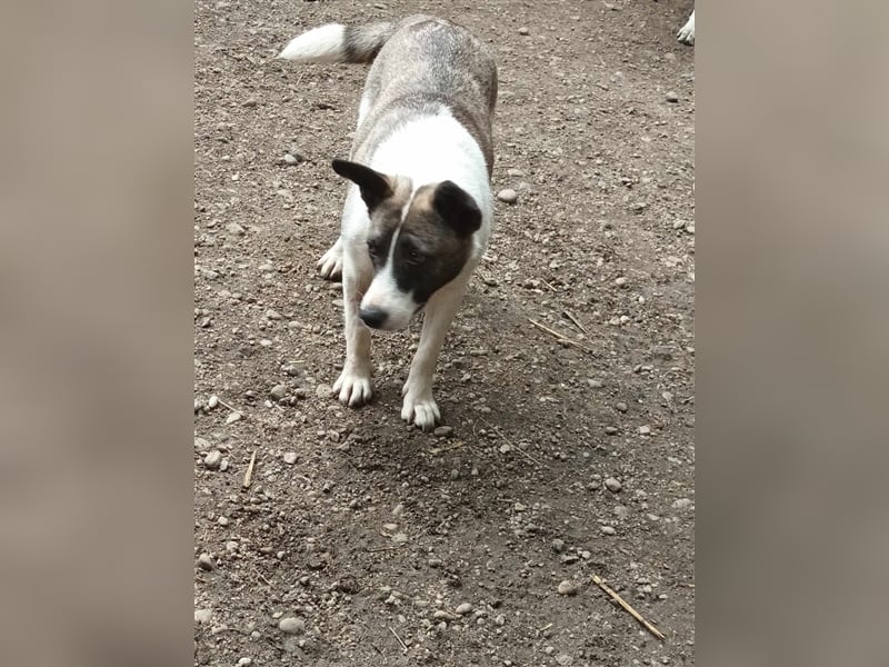 Klein, süß - Shanti