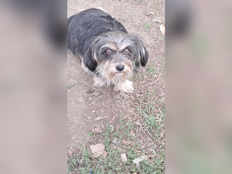 Wuschl, der Name ist Programm