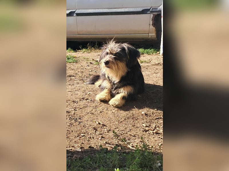 Wuschl, der Name ist Programm