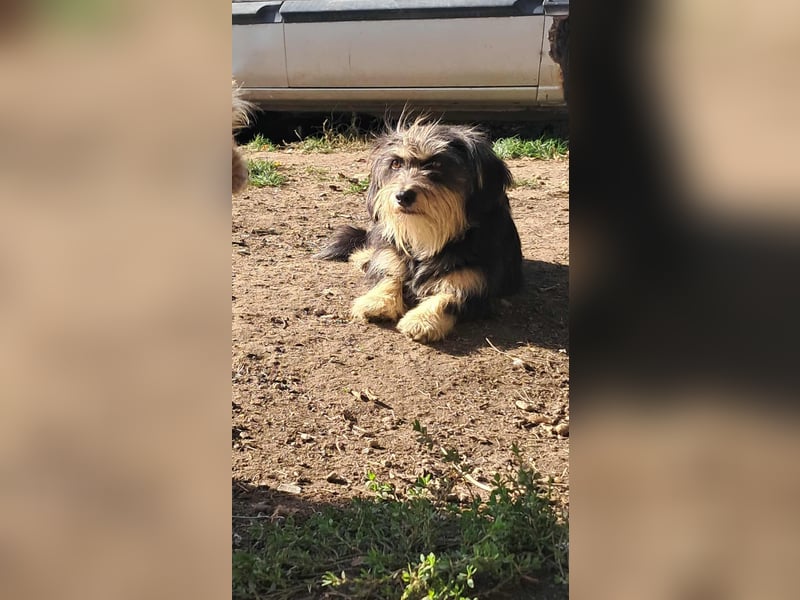 Wuschl, der Name ist Programm