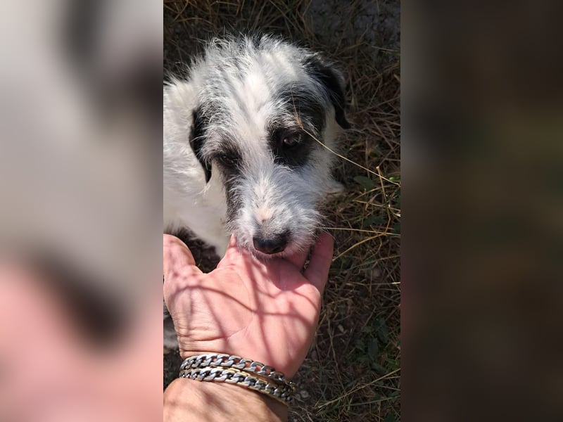 Gisela-Zuckermaus sucht Körbchen!