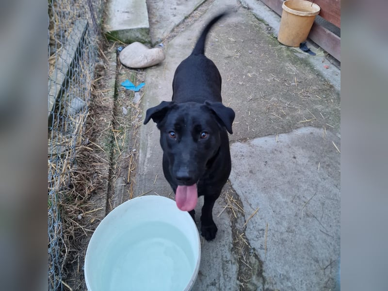 Liebevolle Fellmaus Vania sucht liebe Menschen