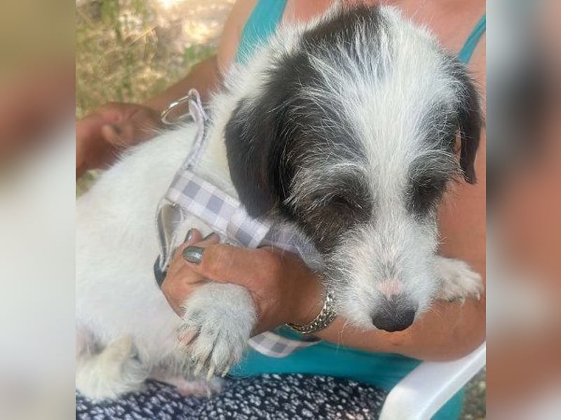 Gisela-Zuckermaus sucht Körbchen!