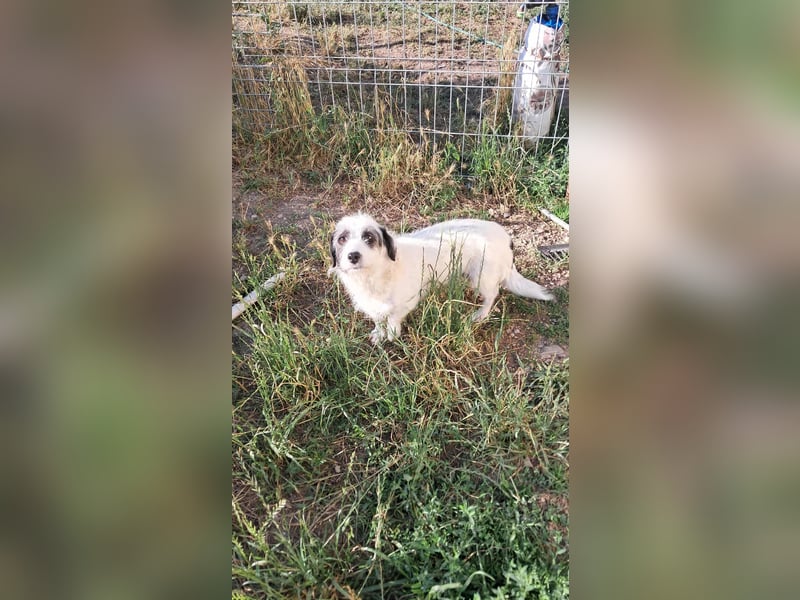 Gisela-Zuckermaus sucht Körbchen!
