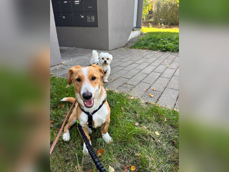 Kai - Kleiner rundum freundlicher Rüde, 8 Monate alt, auf PS in 70569 Stuttgart