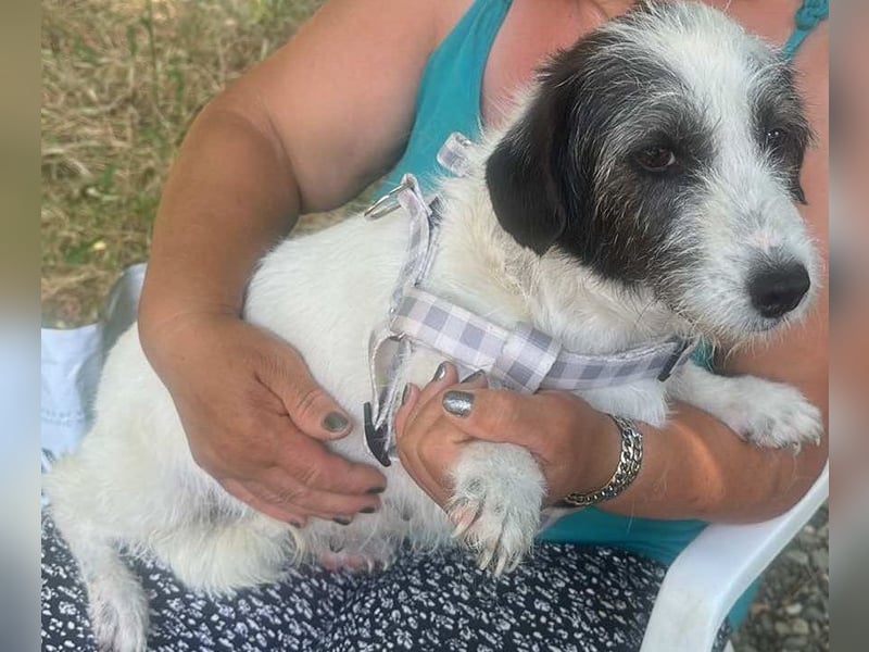 Gisela-Zuckermaus sucht Körbchen!